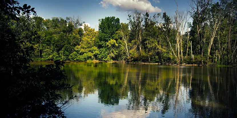 Capertown-Swamp-View - Wilderness Louisville