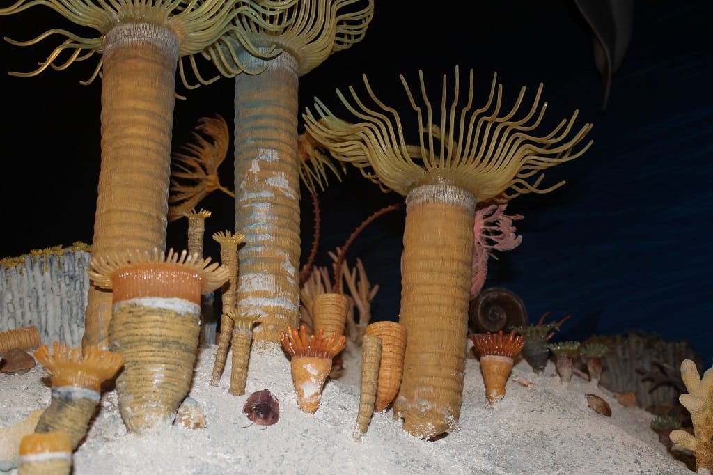 Devonian horn corals – new 1024