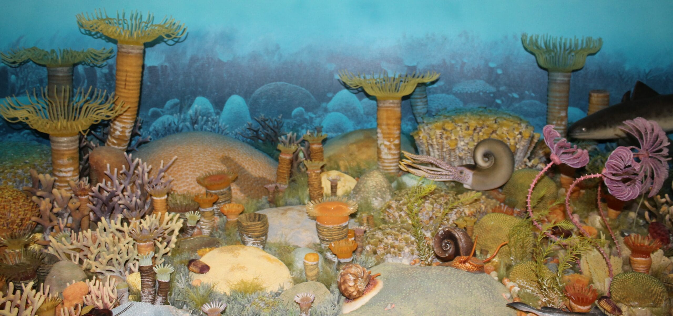 Devonian sea cropped narrow