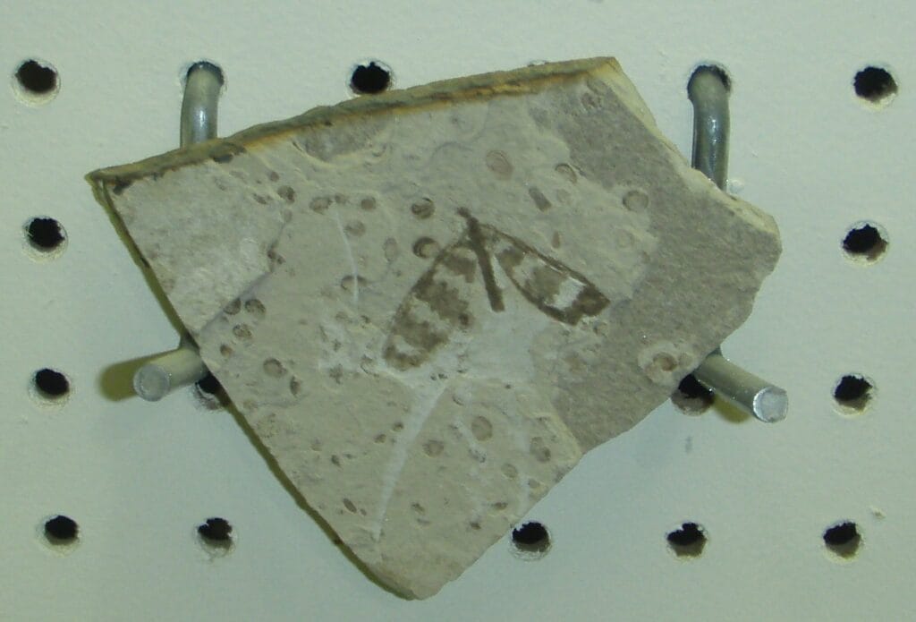 A piece of light-colored rock with a fossil of an insect, possibly a moth or butterfly, displayed on metal pegs against a white pegboard background.