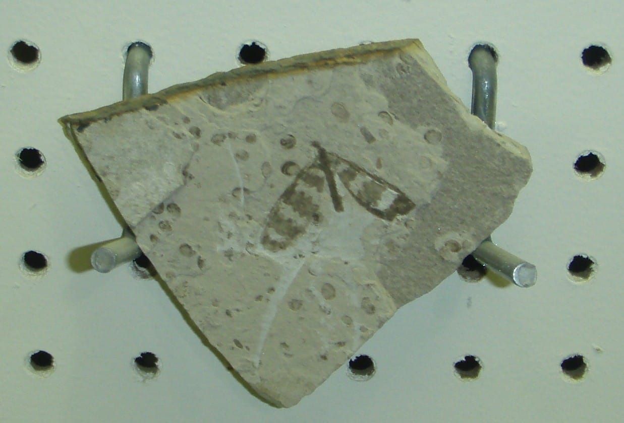 A piece of light-colored rock with a fossil of an insect, possibly a moth or butterfly, displayed on metal pegs against a white pegboard background.