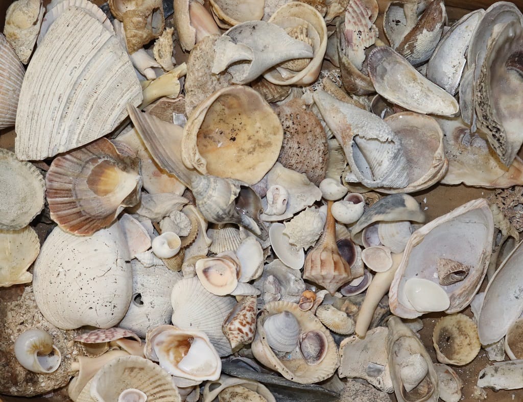 Shells in box 1024 A variety of seashells in different shapes, sizes, and colors are scattered closely together, creating a textured and natural pattern. Some shells are smooth while others are ridged or broken.