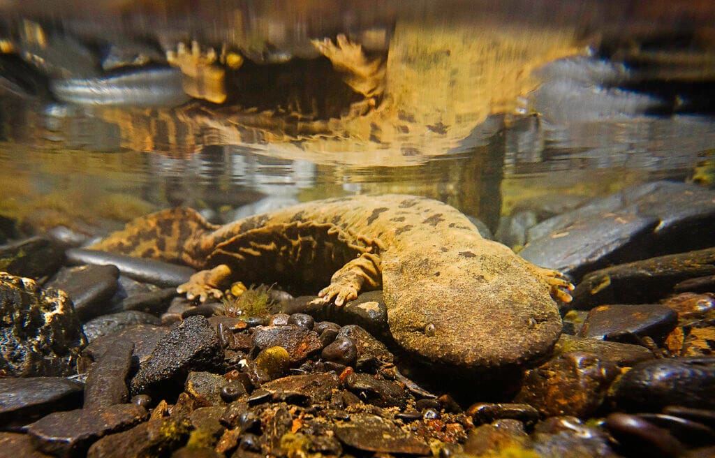 A large, brown, spotted salamander with a broad, flat head sits underwater among rocks, with its reflection visible on the water’s surface above it.
