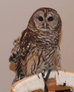 A barred owl with dark eyes and brown-and-white striped feathers perches on a textured, light-colored stand against a plain background.