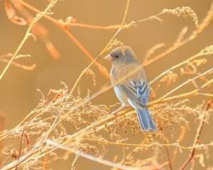 A small bird with a blue-gray back and wings perches on dry, delicate twigs against a soft, warm beige background. The bird faces left, and the overall scene appears gentle and serene.