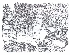 Black and white line drawing of various coral species and sea anemones underwater, featuring an assortment of shapes and textures, including tube, branch, and fan-like structures.