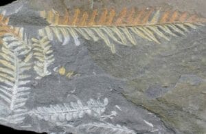 Fossilized fern leaves preserved in gray rock, showing detailed leaf patterns in shades of white and yellowish brown.