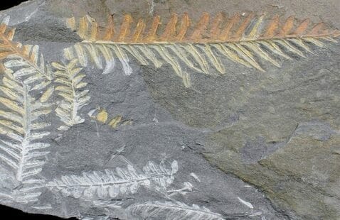 Fossilized fern leaves preserved in gray rock, showing detailed leaf patterns in shades of white and yellowish brown.