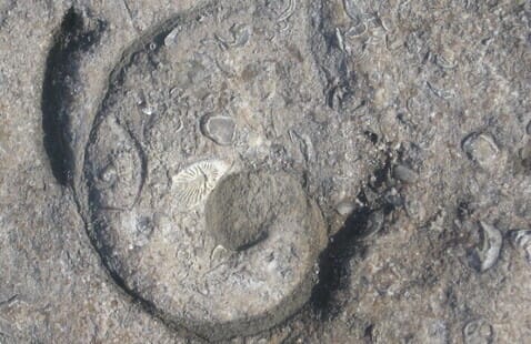 A close-up of a fossilized ammonite embedded in a rocky surface, surrounded by smaller fossil fragments and textured stone.