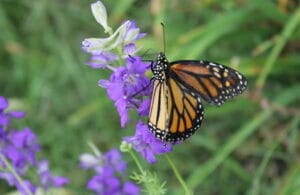 A monarch butterfly with orange and black wings rests on a cluster of purple flowers, surrounded by green grass and blurred vegetation in the background.
