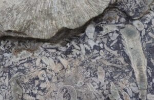 Close-up of a rock surface filled with various visible fossils and fossil imprints, showing different shapes, textures, and segments embedded in the stone.
