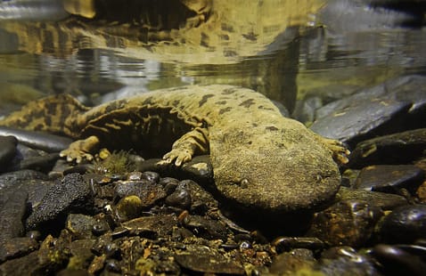 A large, spotted salamander with a flat head lies on rocks underwater, partially submerged, with its reflection visible on the water’s surface above it.
