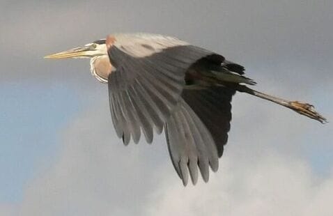 A great blue heron flies through the air with wings fully extended against a cloudy sky.