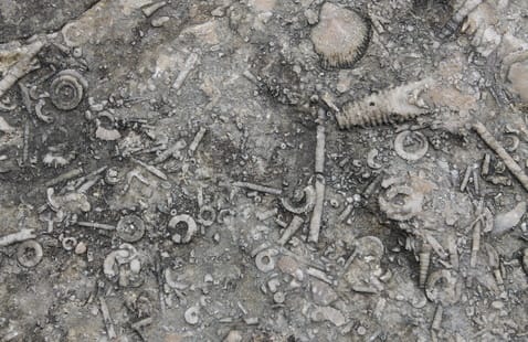 Close-up of a rock surface embedded with numerous small, spiral, and tubular marine fossils, showcasing various shapes and sizes in shades of gray and beige.