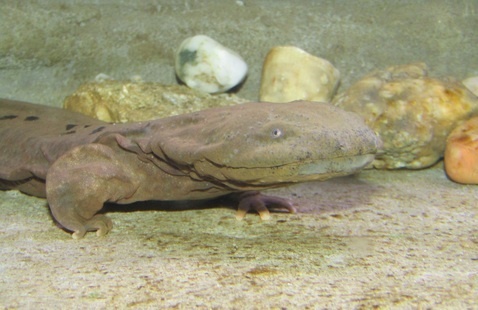 A brown giant salamander rests on a riverbed near several smooth stones.